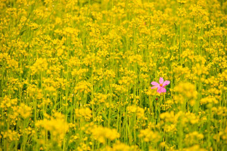 pink flowerの写真素材