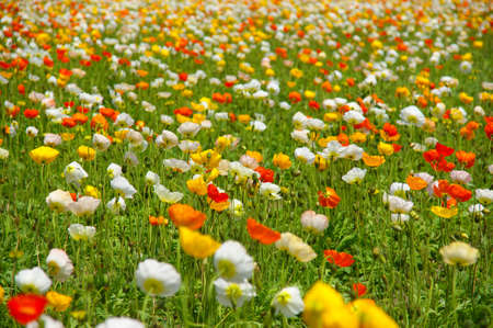 flowers farmの写真素材