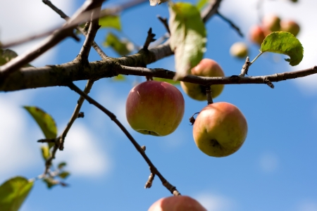 Red apple on branch against blue sky の写真素材