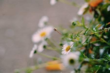 floraの写真素材