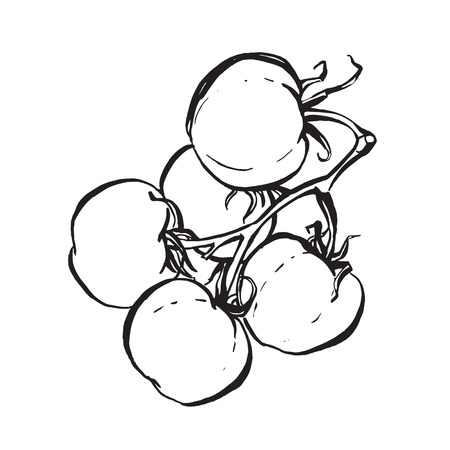 Vector hand drawn illustration of tomatoes on branch on white backgroundのイラスト素材