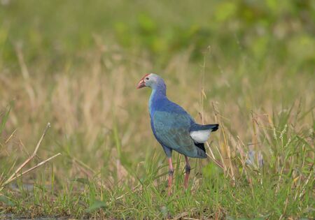 Wild bird Swamphen on the green grassland at his own habitat .の写真素材