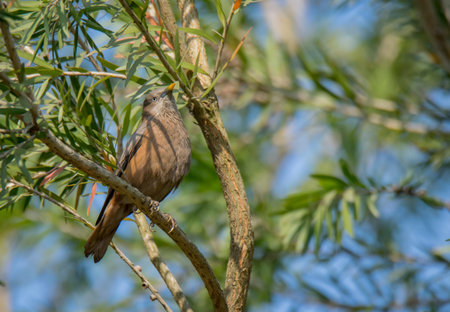 A wild bird on tree branch in the green nature at morning light .