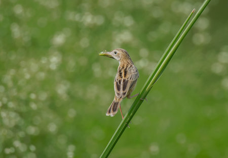 A wild bird collecting food for his chick in the grassland at morning light .