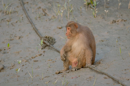 A wild monkey enjoying the morning light on the river side .