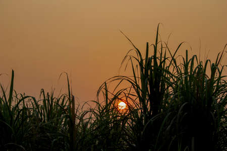 A lovely winter morning at grassland with golden light .の写真素材