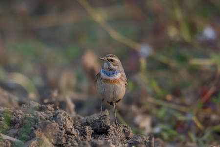 A wild bird moving on wetland at morning lightの写真素材