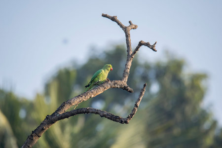 A wild bird on the tree branch at morning light