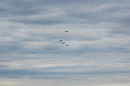 Four snow geese are in flight in a pleasing pattern against a cloudy sky, for a muted, serene photo.