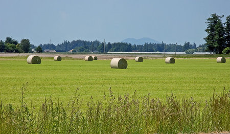 This rural shot is many large round hay bales in the field fresh after harvesting.  Blue sky and...