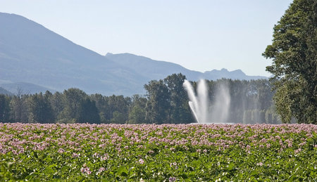This rural field of potatoes is set against beautiful mountains in the background and is being irrigated by a large sprinkler with cool patterns of the water falling.の写真素材