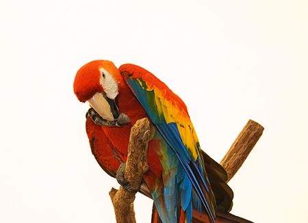 This beautiful red macaw parrot is striking with his vibrant colors against a white background.の写真素材