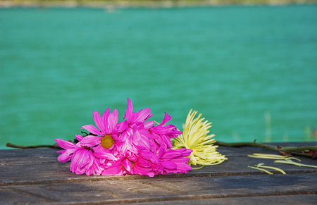 These bright magenta and yellow flowers are wilting as they are laid on a wooden picnic table at a resort with the gorgeous turquoise water in the background.の写真素材