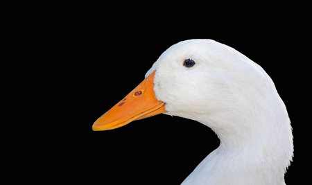 This closeup of a white duck's face is isolated on a black background for a dramatic look and pleasing curves.の写真素材