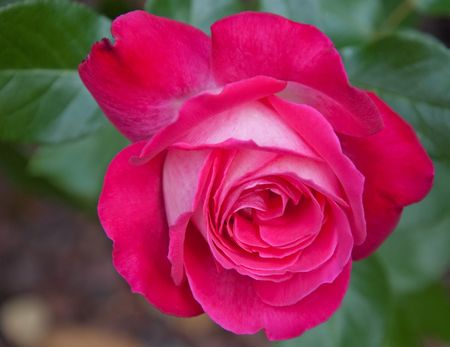  bi colored pink and white rose closeup with rich delicate swirls of color.の写真素材