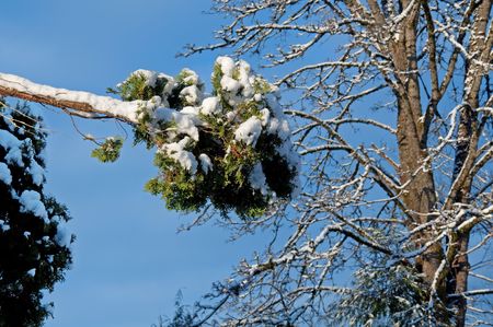 This natural photo shows freshly fallen snow on an arched branch of an evergreen plant with bright blue sky in the background and a beautiful tree.の写真素材