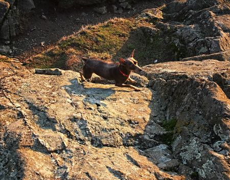 This gray miniature pinscher dog is climbing some steep mountain rocks in this shot to show its agility and balance.の写真素材