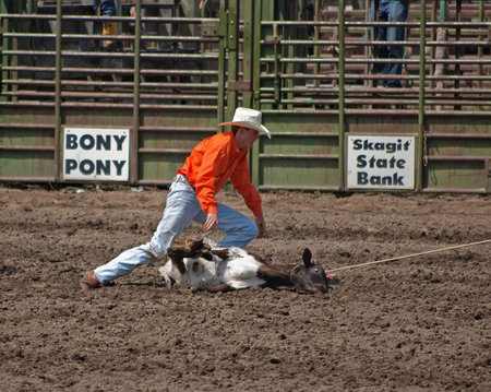 SEDRO WOOLLEY, WA - JULY 4, 2009: An unidentified cowboy ropes a calf at the 75th Loggerodeo held on...