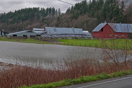 STANWOOD, WA â DECEMBER 14: - Flood waters from Stillaguamish river over dairy farms caused farmers hardship. The natural disaster took place December 14, 2010 in Stanwood, Wa.のeditorial素材