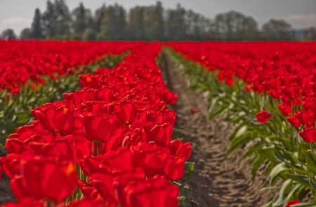 This landscape springtime image is a large field of red tulip flowers as far as the eye can see, with trees in the background.  Background is intentionally blurred for artistic effect.の写真素材