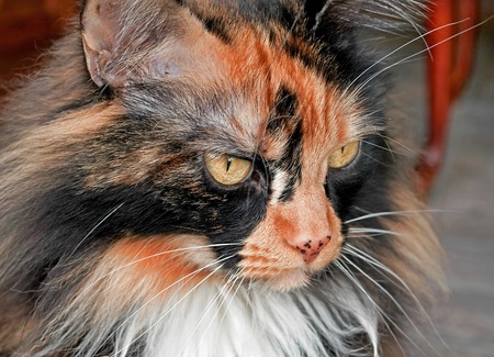 This image is a closeup of a tort colored long haired catの写真素材