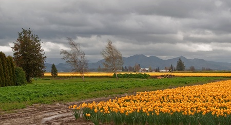 This beautiful landscape scene shows a stormy spring day with a very large daffodil field, taken at LaConner, Washington.  Big, gray, threatening clouds bring the imminent rain.の写真素材