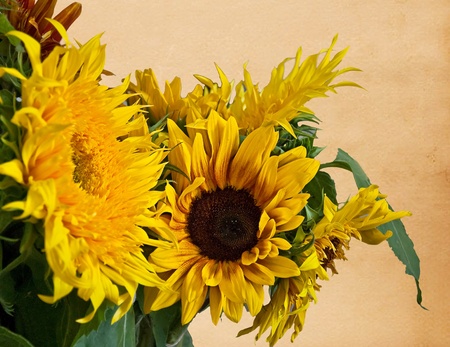 This stock image is several sunflowers with old vintage paper background with plenty of room for custom text message.の写真素材