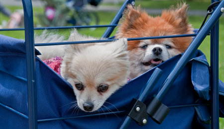 These two puppy dogs, one white, the other tan colored, are peaking out of a blue shopping cart.の写真素材