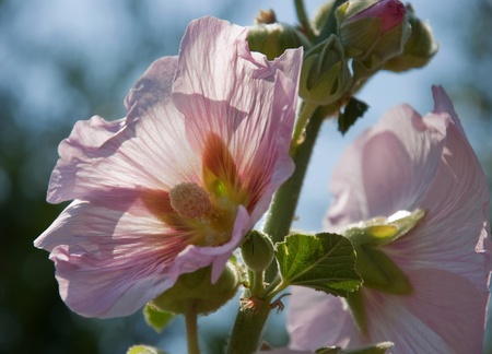 This floral photo is pale pink hollyhocks backlit for a very light, sheer textured look.  Background is intentionally blurred for artistic effect.の写真素材