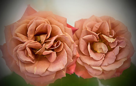 This fine art print shows two uniquely colored Spirit Dance tearoses in a terracotta shades closeup.  Softly blurred edges with a viganette around the borders complete this beautiful floral fine art.の写真素材