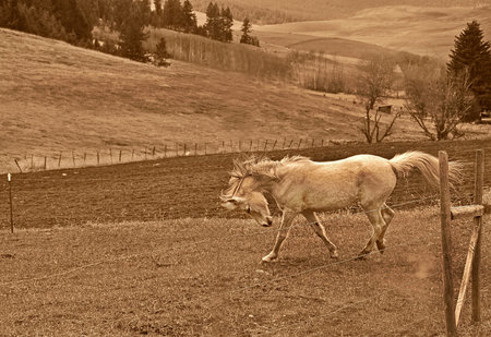 This beautiful rural scenic stock photo is a white horse running and stamping in a pasture.  This is set in a sepia toned image and is beautiful with his mane and tail blowing in the wind.の写真素材