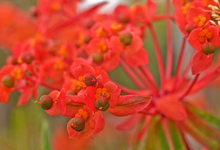This macro photo is a Euphorbia plant in the variety of Fireglow, a very unique and interesting...