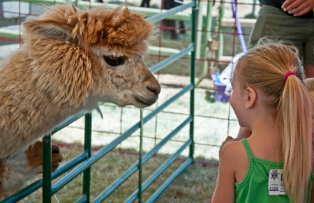 ALBANY, OR - JULY 16:  Unidentified girl, age 6 of Albany meets an alpaca animal, up close and personal at Linn County Fair.  Large crowds were in attendance at the event, held on July 16, 2010 in Albany, Or.のeditorial素材