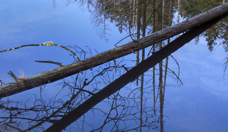 This nature image is a fallen tree and reflection in a very still pond surrounded by forest  ...