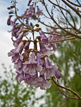 This rare foxglove tree, Paulownia tomentosa is in full bloom with purple blossoms, looking upwards against a gray, cloudy sky   Other common names are Empress or Princess tree の写真素材