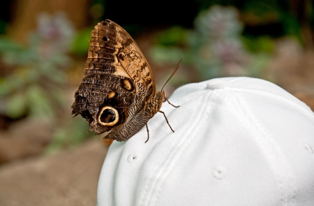 This large brown spotted morphos butterfly has landed on a personの写真素材