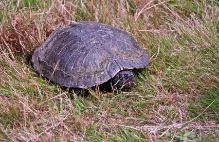 This painted turtle has dug a hole in the grass and is laying her eggs.  She has some mold growing on her shell from living in a pond.の写真素材