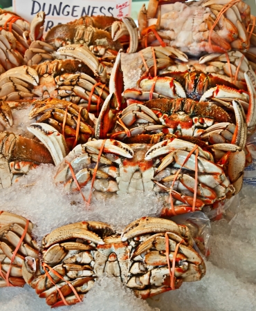 This is several Dungeness crab on ice for sale, they are cooked, and rubber banded together   Great seafood ready to go in a vertical format の写真素材