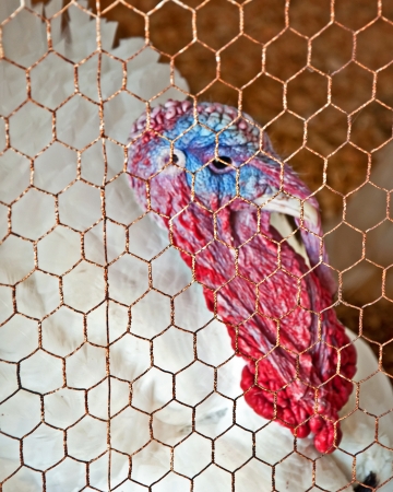 domestic white turkey with a deep red fleshy wattleの写真素材