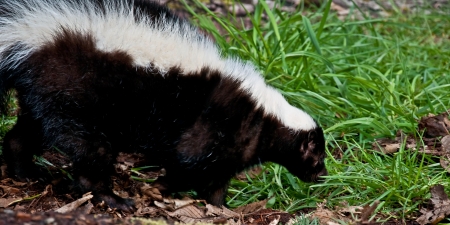 This closeup of a skunk animal, with its famous black and white fur, is walking and smelling some grass の写真素材