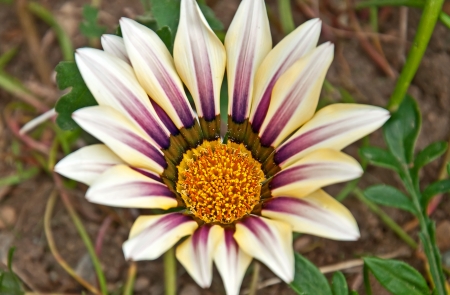 This closeup nature floral is a Gazania flower in Tiger Striped    の写真素材