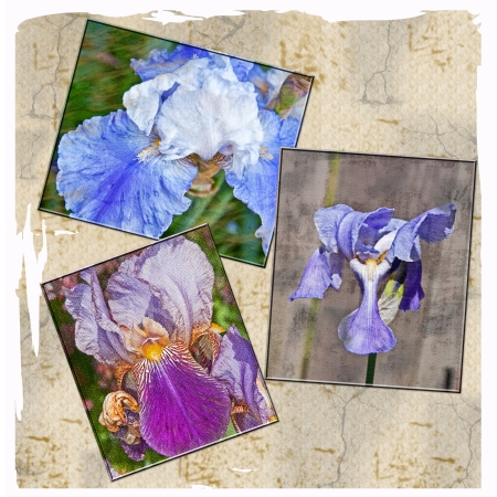 This is a collage of textured iris flowers, bearded, and Japanese iris, a set of 3 on an old parchment type background の写真素材