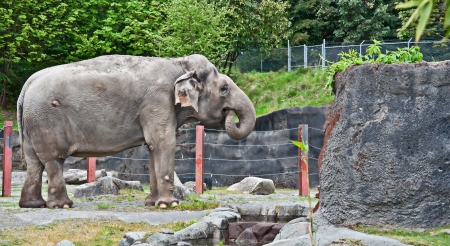 This is an elephant eating with itの写真素材
