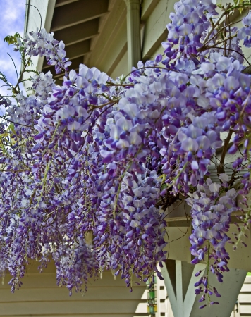 This is a large purple wisteria in bloom with its gorgeous flowers falling in cascades of vertical flowers の写真素材