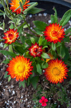 Orange and yellow strawflowers Xerochrysum bracteatum growing.  These everlasting flowers are plants popular for drying for dried florals and crafts.の写真素材