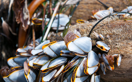 Coastal mussels on log in this nature image.  The creatures are part way out of their shells alive.