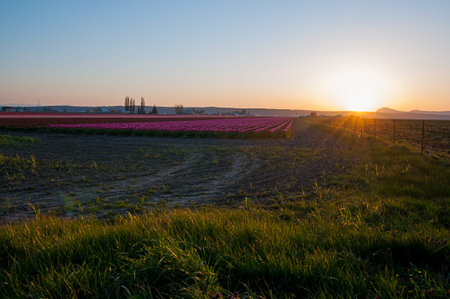 Spring tulip landscape at sunset rural landscape in spring.  Evening sky against the purple flower fields in stunning nature shot.  Taken in Skagit County Washington state.の写真素材