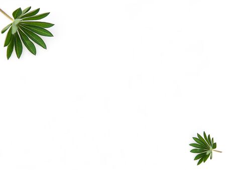 Botanical leaves business marketing template with greenery in two corners on a light background.  Copy space for text, business communication, promotions, marketing or graphics in a horizontal orientation mockup.の写真素材