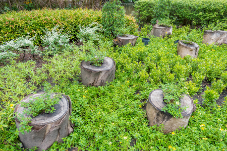 Plant pots made from stumpsの写真素材