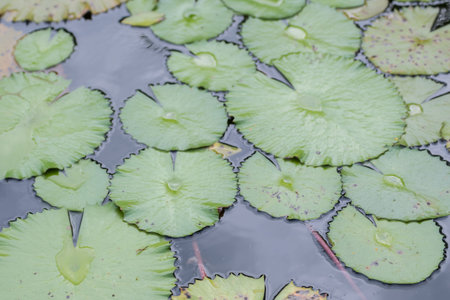 pink lotus flower in pond , tropical natural water lilly blossom in lake or garden in spring season